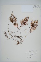 細葉蕗蕨藏品圖，第1張