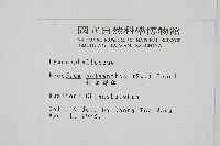 細葉蕗蕨藏品圖，第2張