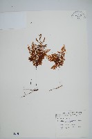 細葉蕗蕨藏品圖，第1張