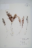 細葉蕗蕨藏品圖，第1張