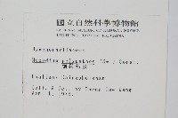 細葉蕗蕨藏品圖，第2張