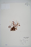 細葉蕗蕨藏品圖，第1張
