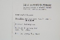 細葉蕗蕨藏品圖，第2張