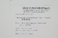 細葉蕗蕨藏品圖，第2張