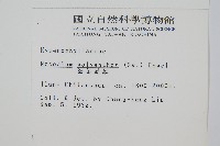 細葉蕗蕨藏品圖，第2張