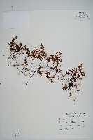 細葉蕗蕨藏品圖，第1張