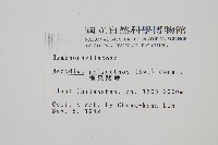 細葉蕗蕨藏品圖，第2張