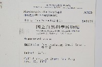 細葉蕗蕨藏品圖，第2張
