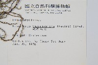 球桿毛蕨藏品圖，第2張