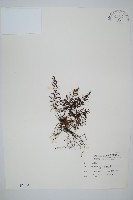 線片長筒蕨藏品圖，第1張