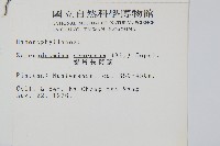 線片長筒蕨藏品圖，第2張