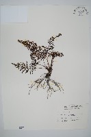 線片長筒蕨藏品圖，第1張