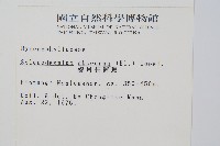 線片長筒蕨藏品圖，第2張