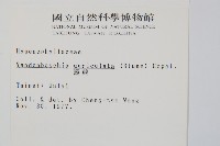 瓶蕨藏品圖，第2張