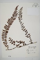 瓶蕨藏品圖，第1張