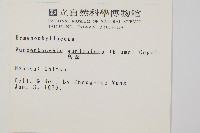 瓶蕨藏品圖，第2張