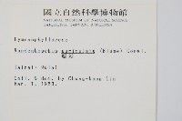 瓶蕨藏品圖，第2張