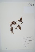 南海瓶蕨藏品圖，第1張