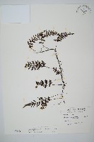 南海瓶蕨藏品圖，第1張