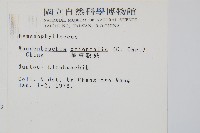 南海瓶蕨藏品圖，第2張