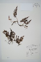 南海瓶蕨藏品圖，第1張