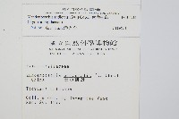 南海瓶蕨藏品圖，第2張