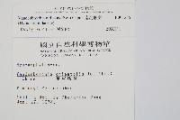 南海瓶蕨藏品圖，第2張