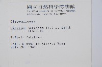 金狗毛蕨藏品圖，第2張