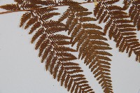 金狗毛蕨藏品圖，第4張