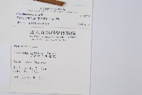 臺灣金狗毛蕨藏品圖，第2張