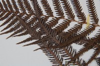 臺灣金狗毛蕨藏品圖，第5張