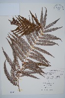 臺灣金狗毛蕨藏品圖，第1張