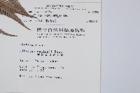 臺灣金狗毛蕨藏品圖，第2張