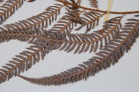 臺灣金狗毛蕨藏品圖，第5張