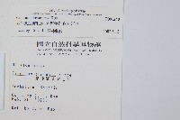 臺灣金狗毛蕨藏品圖，第2張