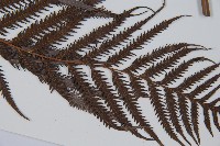 臺灣金狗毛蕨藏品圖，第5張