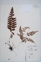 韓氏黑桫欏藏品圖，第1張
