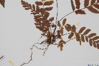 韓氏黑桫欏藏品圖，第3張