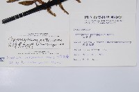 台灣黑桫欏藏品圖，第2張