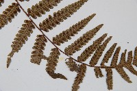 台灣黑桫欏藏品圖，第3張