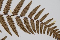 台灣黑桫欏藏品圖，第4張