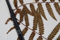 台灣黑桫欏藏品圖，第5張