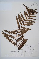 台灣黑桫欏藏品圖，第1張