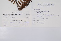 台灣黑桫欏藏品圖，第2張