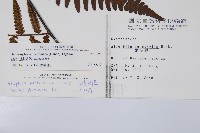 台灣黑桫欏藏品圖，第2張