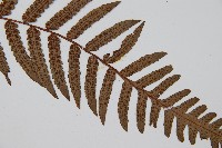 台灣黑桫欏藏品圖，第3張