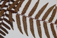 台灣黑桫欏藏品圖，第4張