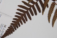 台灣黑桫欏藏品圖，第5張