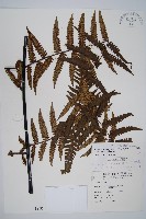 台灣黑桫欏藏品圖，第1張