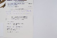 台灣黑桫欏藏品圖，第8張